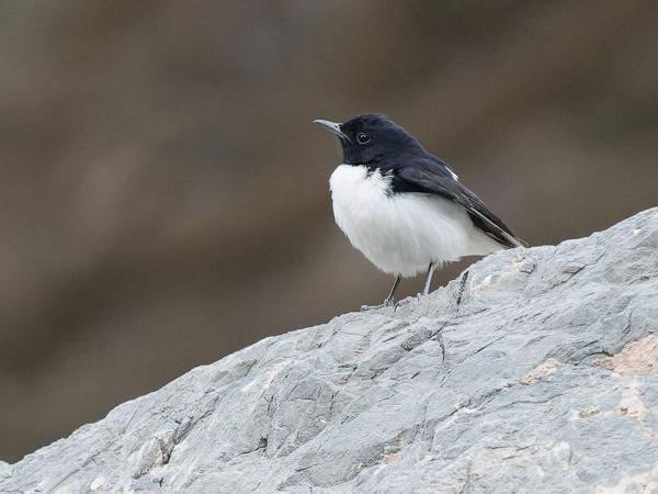 <h3>Oenanthe albonigra / Hume's wheatear / Humes tapuit</h3>OM-1 Mark II with OLYMPUS M.150-400mm F4.5 TC, 1/320 sec at F5.6, ISO 10000, distance 22.2 m